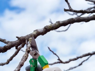 poda-trabajos-forestales-jardineria-3