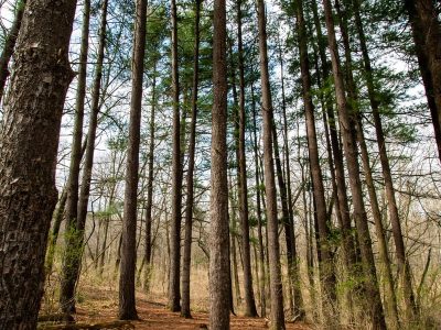 reforestacion-trabajos-forestales-jardineria-2