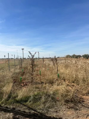 reforestaciones-trabajos-forestales-jardineria-3