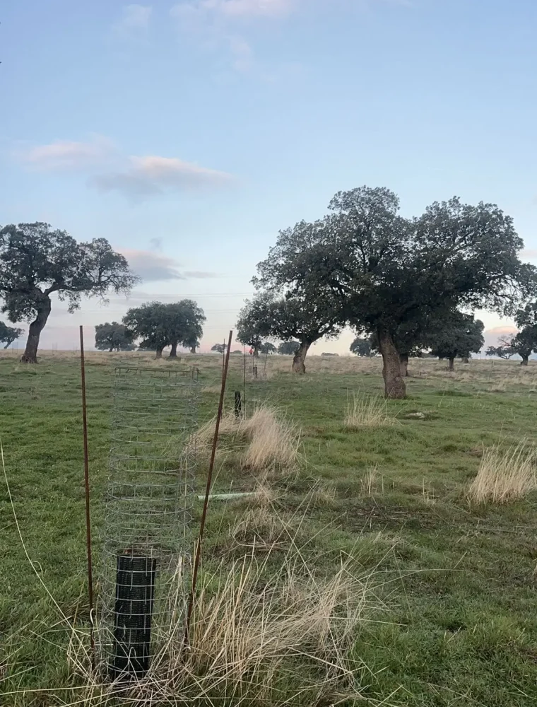 reforestaciones-trabajos-forestales-jardineria-5