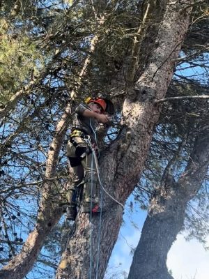 sba-trabajos-forestales-jardineria-santiago-poda-altura