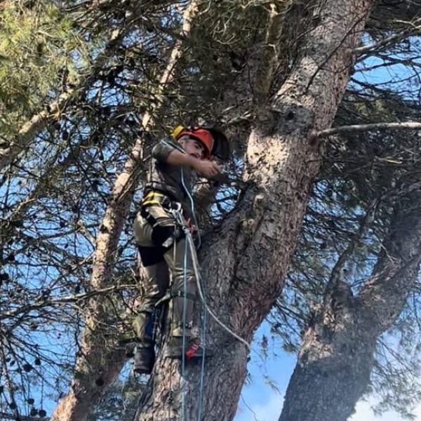 sba-trabajos-forestales-jardineria-santiago-poda-altura